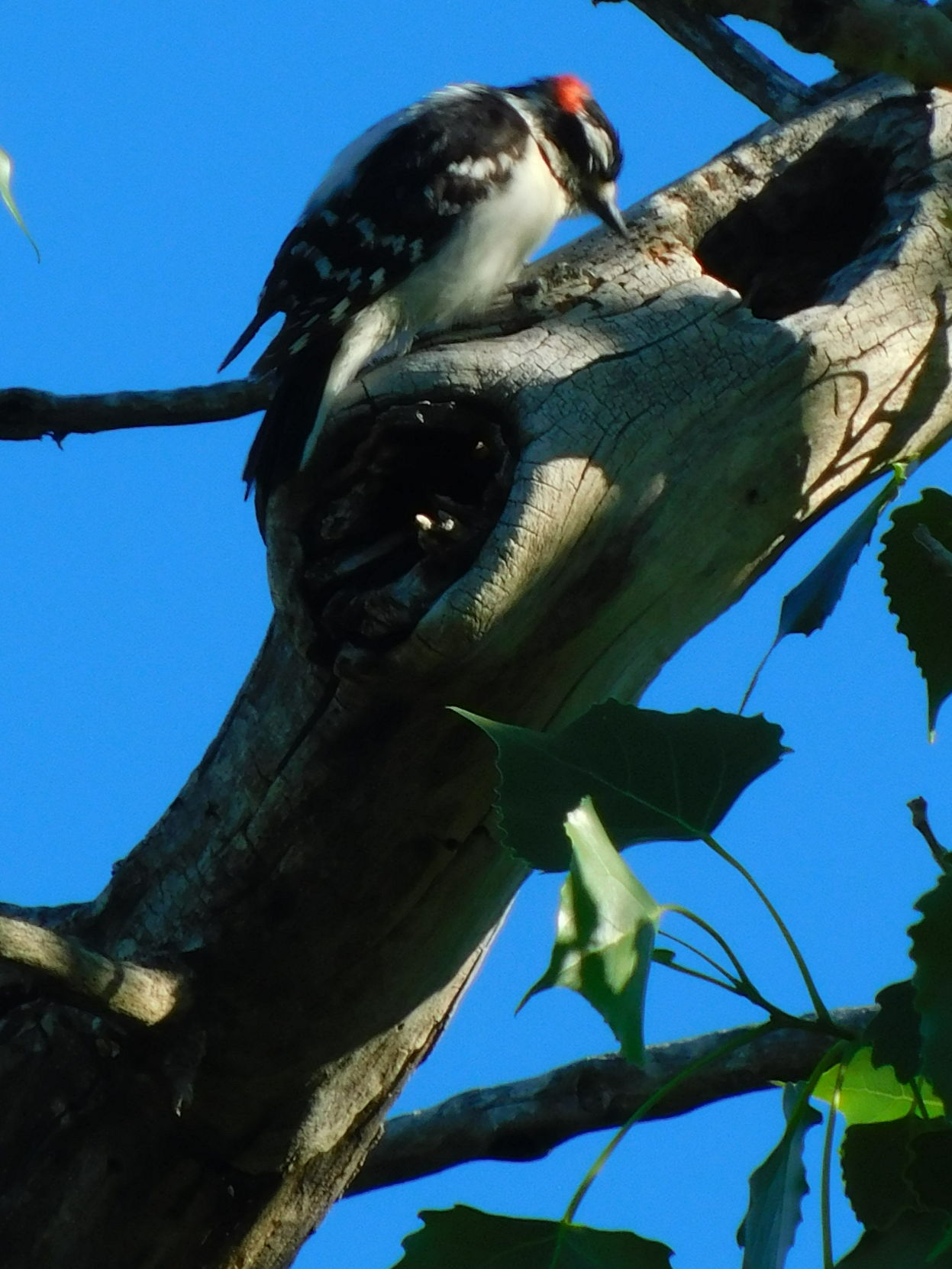 Wookpecker